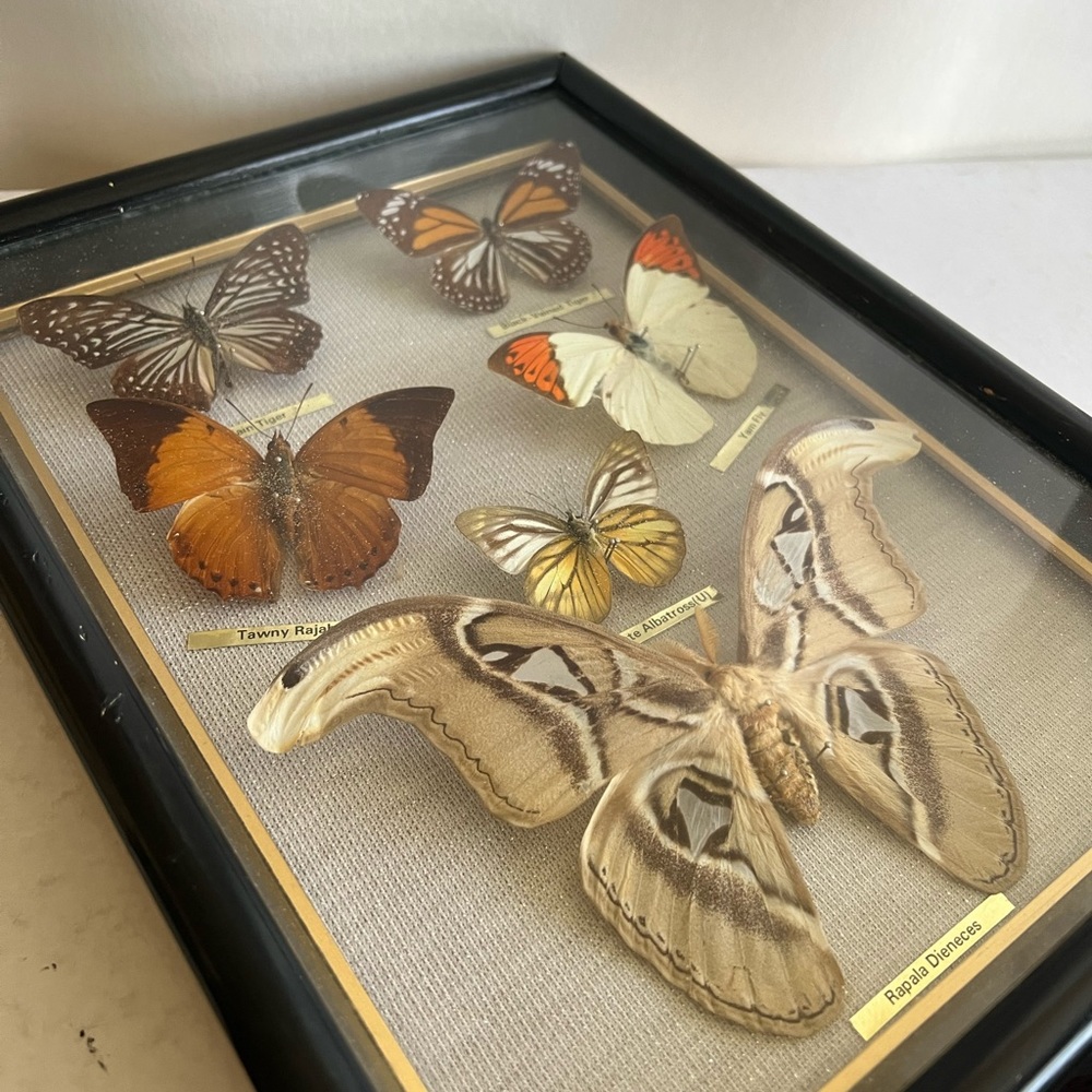 Vtg RARE Real taxidermy framed boxed moth/butterflies - Picture 13 of 14